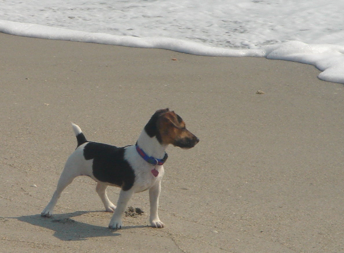 Our dog Texi at the beach